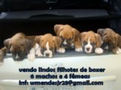 vendo lindos filhotes de boxer